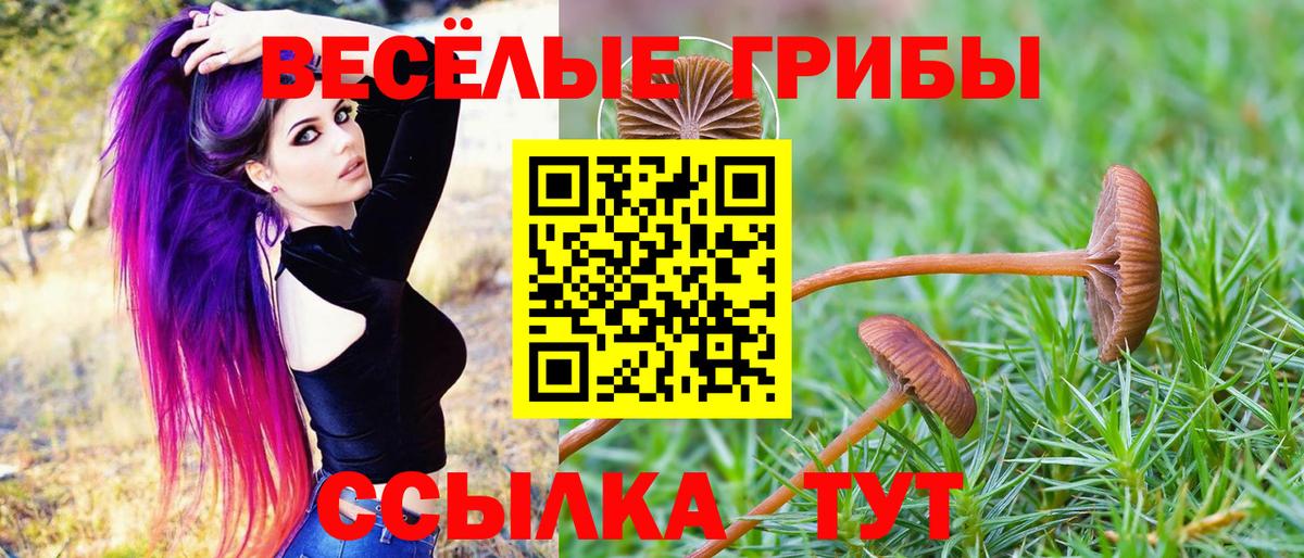 Псилоцибиновые грибы Psilocybe Воронеж